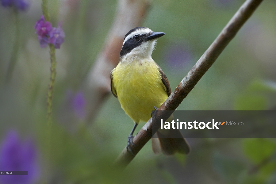 Retrato de gran Kiskadee (Pitangus sulphuratus), Costa Rica