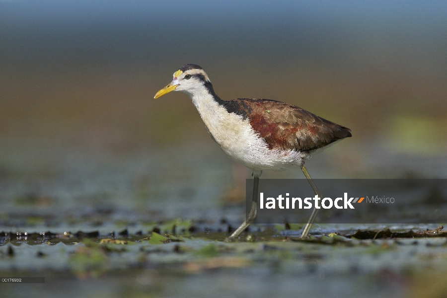 Jacana norteña (Jacana spinosa) juvenil caminar sobre cojines de lirio, Costa Rica