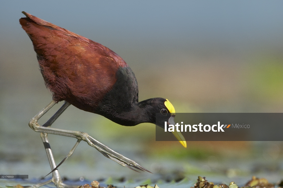 Jacana norteña (Jacana spinosa) alimentación, Costa Rica