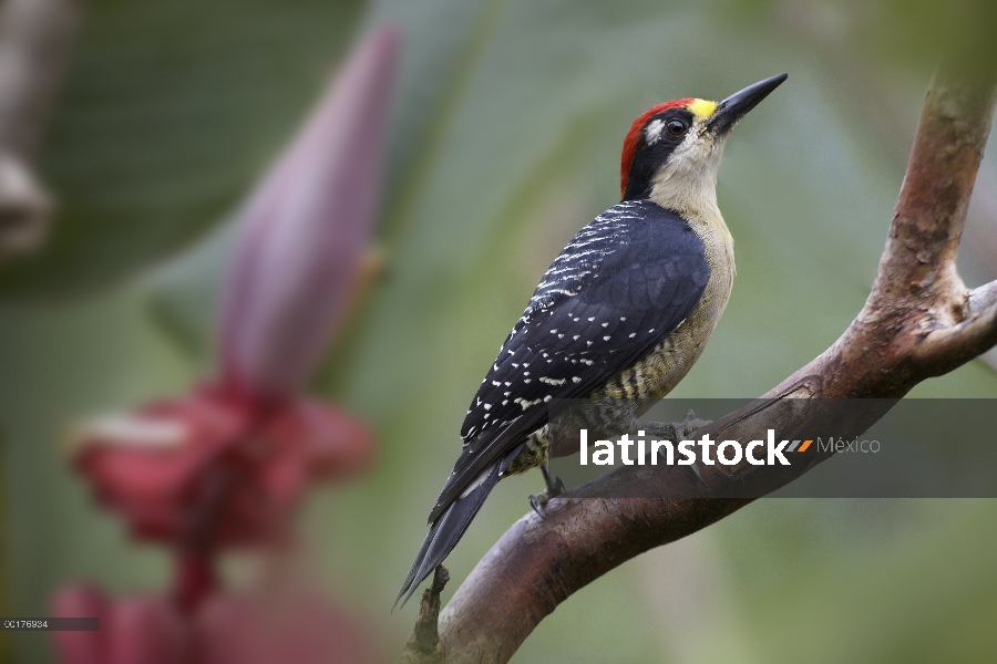 Mejillas de negro hombre pájaro carpintero (Melanerpes pucherani), Costa Rica