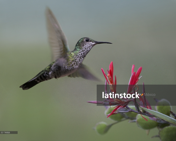 Mujer de colibrí de Jacobina (Florisuga mellivora) de cuello blanco, Costa Rica