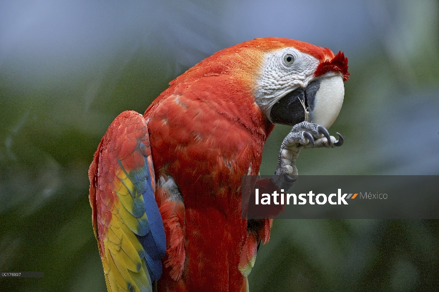 Guacamaya roja (Ara macao) comer, Costa Rica