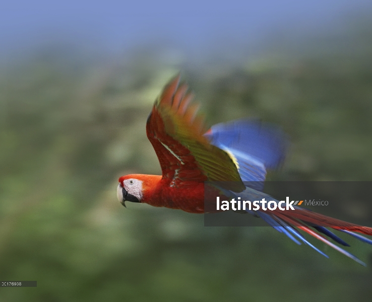 Guacamaya roja (Ara macao) volando, Costa Rica