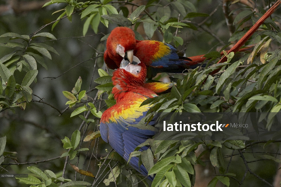 Par de guacamayo (Ara macao) escarlata cortejar, Costa Rica