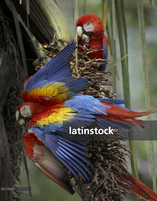 Trío de guacamayo (Ara macao) escarlata alimentándose de fruta de la palma, Costa Rica