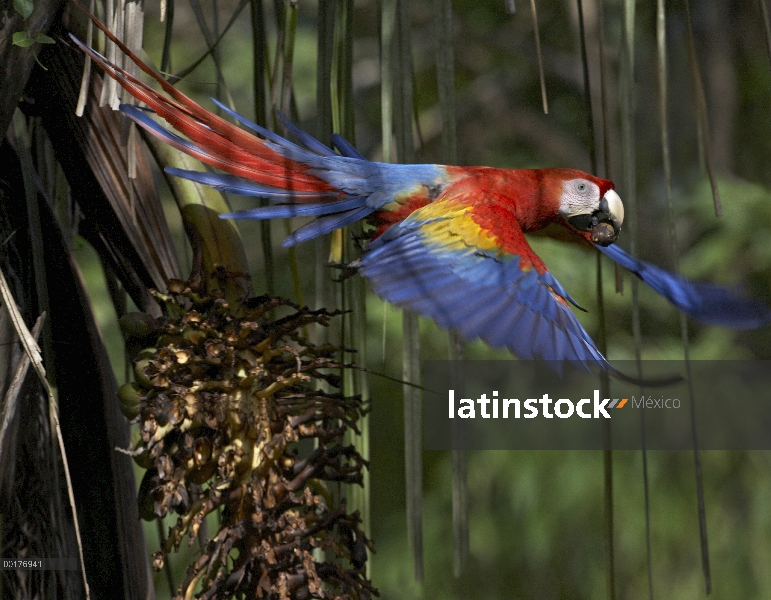 Guacamaya roja (Ara macao) volando con la tuerca de la palma, Costa Rica