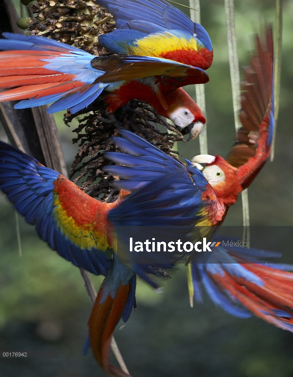 Trío de guacamayo (Ara macao) escarlata peleando por fruta de la palma, Costa Rica