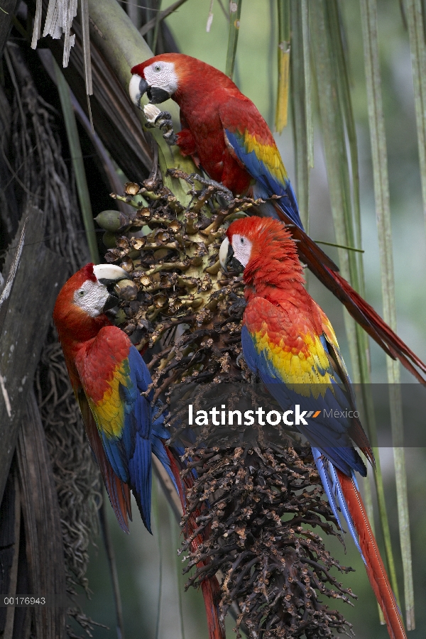 Trío de guacamayo (Ara macao) escarlata alimentándose de fruta de la palma, Costa Rica