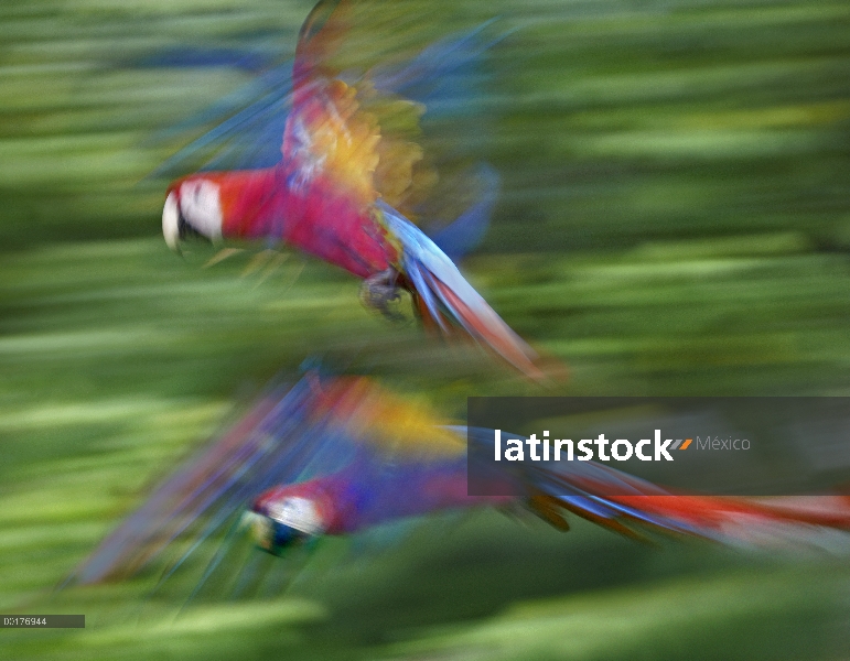 Par de guacamayo (Ara macao) escarlata volando, Costa Rica