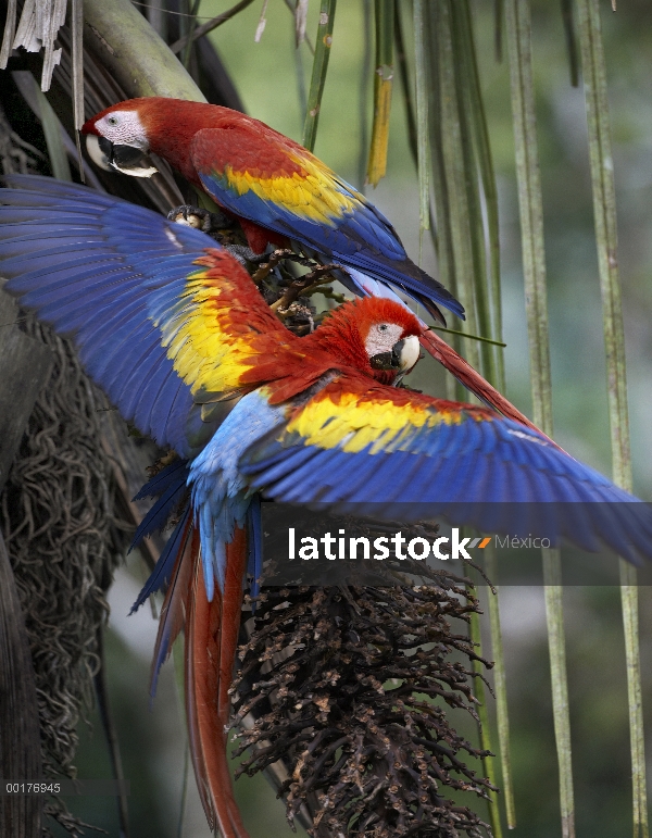 Par de guacamayo (Ara macao) escarlata alimentándose de fruta de la palma, Costa Rica