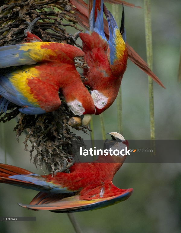 Escarlata trío de guacamayo (Ara macao), alimentándose de frutos de Palma, Costa Rica