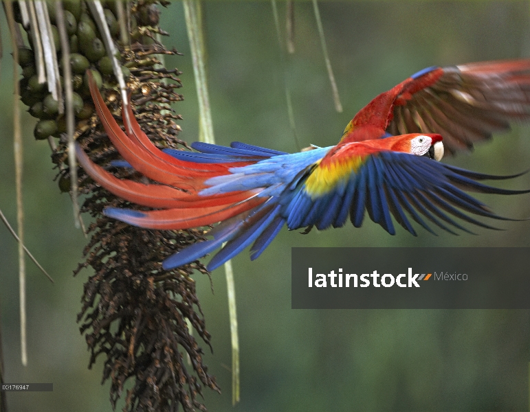 Guacamaya roja (Ara macao) volando, Costa Rica