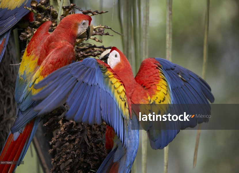 Par de guacamayo (Ara macao) escarlata alimentándose de fruta de la palma, Costa Rica