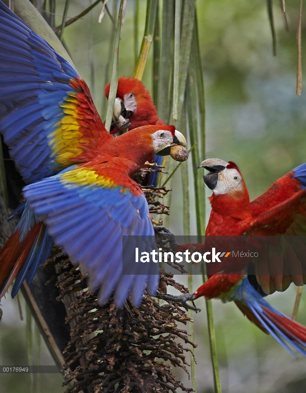 Guacamayo rojo (Ara macao) que se alimentan de frutos de Palma, Costa Rica