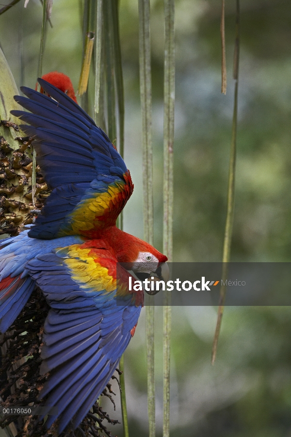 Guacamayo rojo (Ara macao) que se alimentan de frutos de Palma, Costa Rica