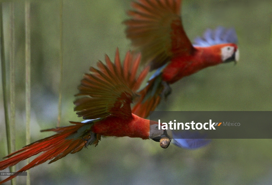 Par de guacamayo (Ara macao) escarlata volando con fruta de la palma, Costa Rica