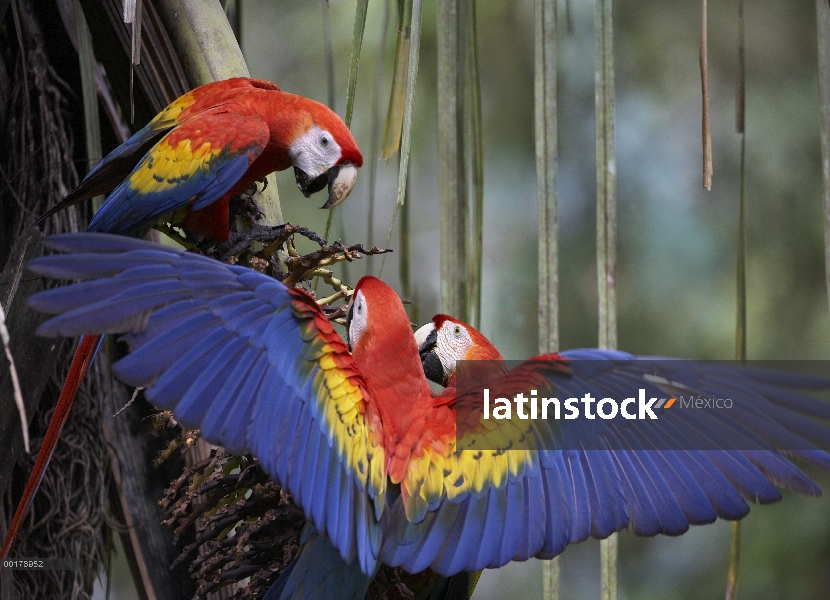 Trío de guacamayo (Ara macao) escarlata alimentándose de fruta de la palma, Costa Rica