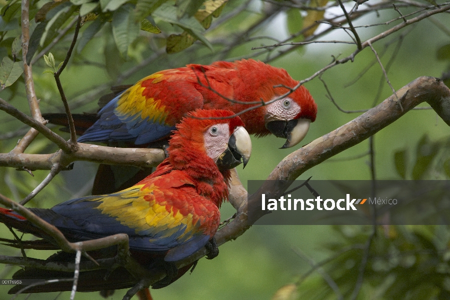 Par de escarlata Macaw (Ara macao), Costa Rica