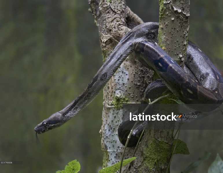 Boa (Boa constrictor constrictor) en tronco, Costa Rica