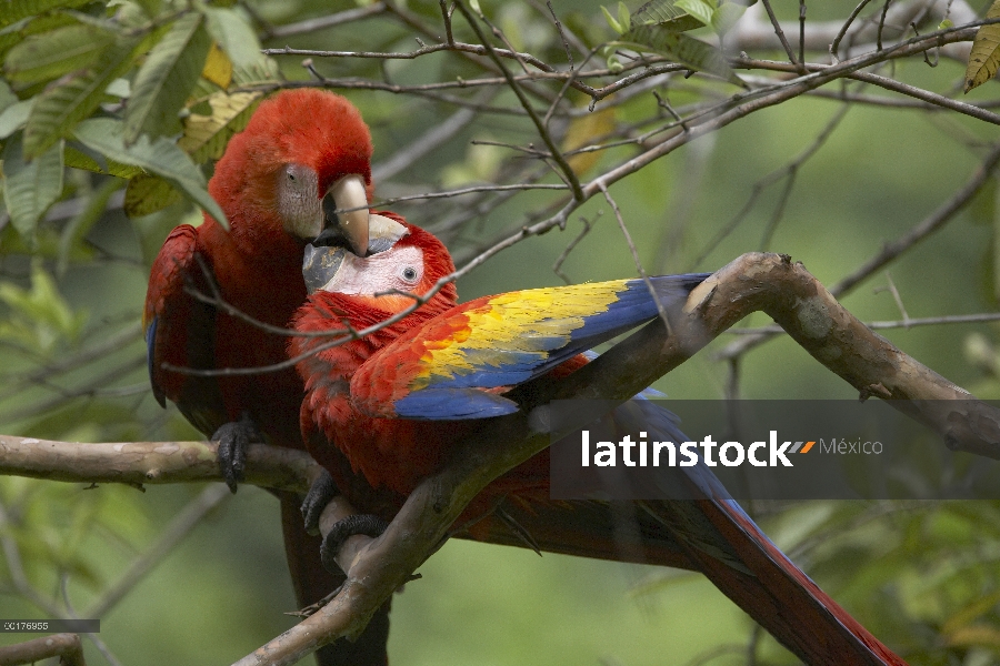 Par de guacamayo (Ara macao) escarlata cortejar, Costa Rica