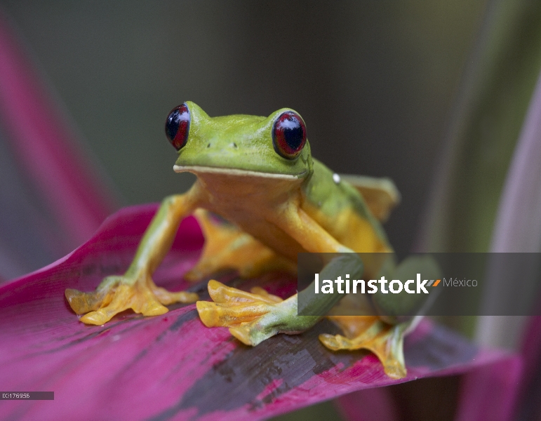 Deslizamiento del retrato de la rana (Agalychnis spurrelli), Costa Rica