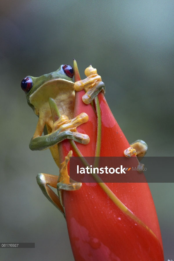 Rana (Agalychnis spurrelli) de deslizamiento en Heliconia (Heliconia sp), Costa Rica