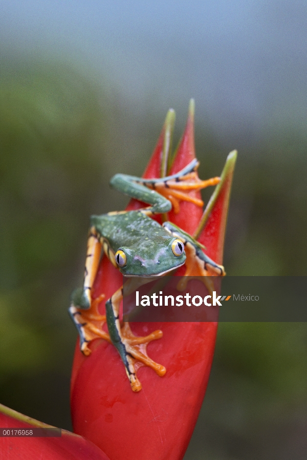 Rana hoja atigrado (Phyllomedusa tomopterna) en Heliconia, Costa Rica