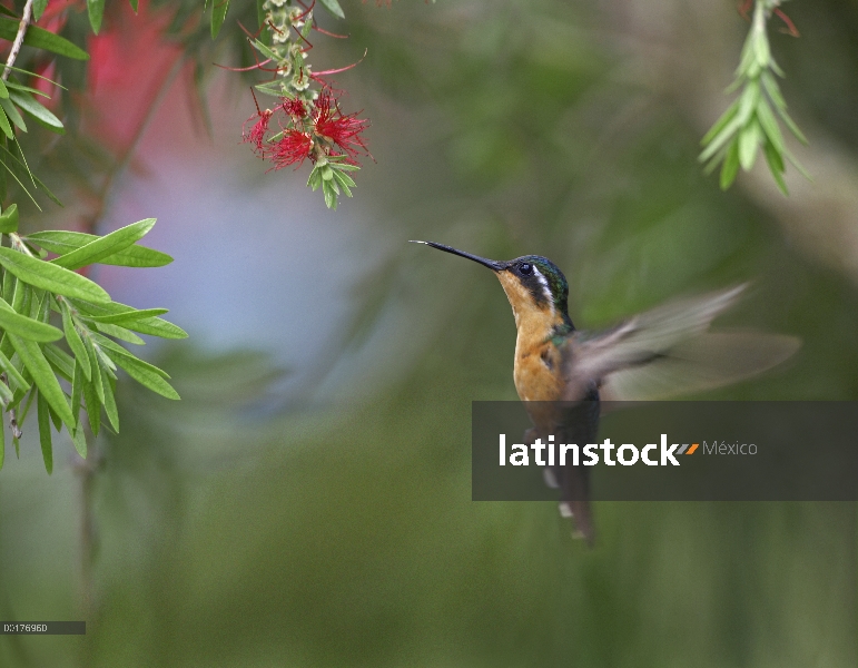 Cola gris montaña gema (Lampornis cinereicauda) Colibrí hembra alimentándose, Costa Rica