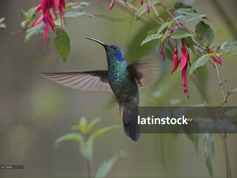 Verde Colibrí oreja violeta (Colibri thalassinus) alimentación, Costa Rica