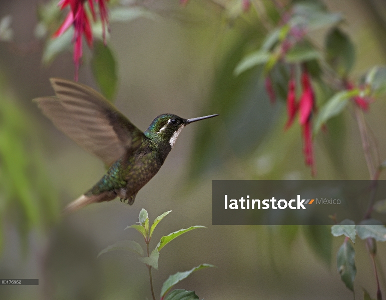 Cola gris montaña gema (Lampornis cinereicauda) colibrí macho alimentándose, Costa Rica