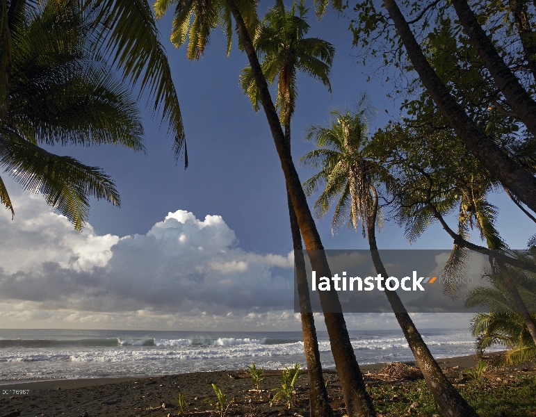 Palmeras en la playa cerca de Parque Nacional Marino Ballena, Costa Rica