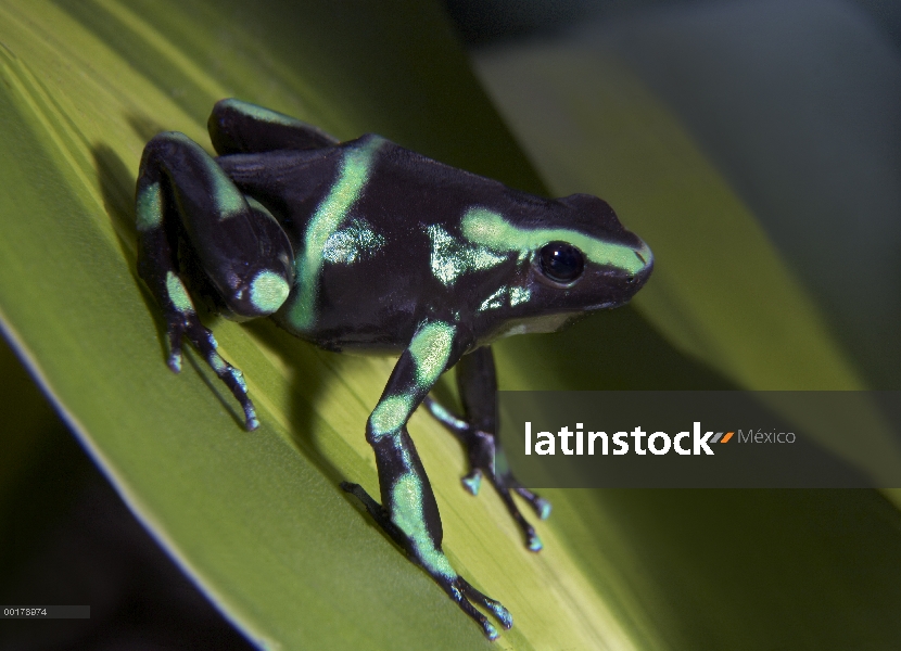 Verde y negro Poison Dart Frog (Dendrobates auratus) retrato, Costa Rica