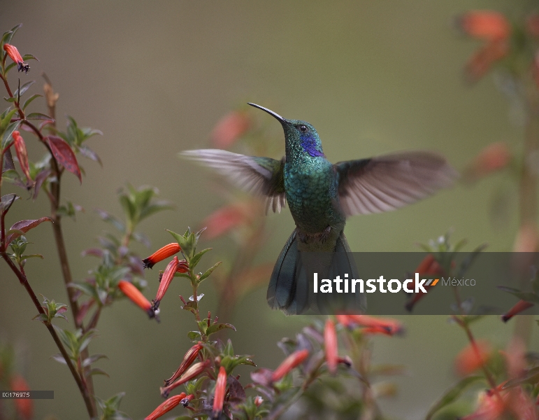 Colibrí oreja violeta (Colibri thalassinus) verde asomando, Costa Rica