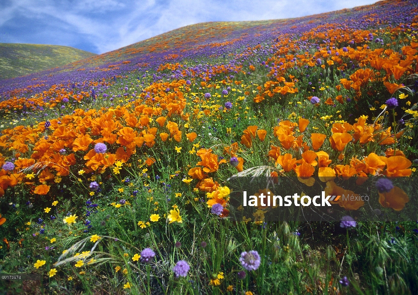 California Poppy (Eschscholzia californica) y otras flores silvestres que crecen en laderas, primave