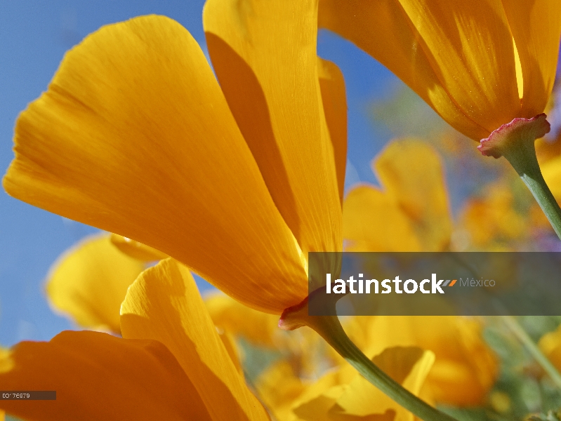 Flores de California Poppy (Eschscholzia californica), Valle del Antílope, California