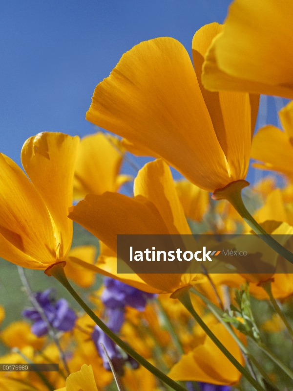 Flores de California Poppy (Eschscholzia californica), Valle del Antílope, California