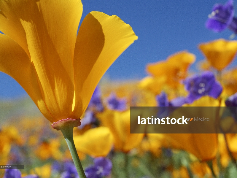 Flores de California Poppy (Eschscholzia californica), Valle del Antílope, California