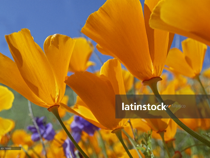 Flores de California Poppy (Eschscholzia californica), Valle del Antílope, California