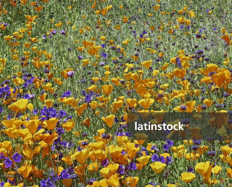 California Poppy (Eschscholzia californica) y flores del desierto Bluebell (Phacelia campanularia), 