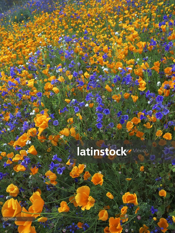 California Poppy (Eschscholzia californica) y flores del desierto Bluebell (Phacelia campanularia), 