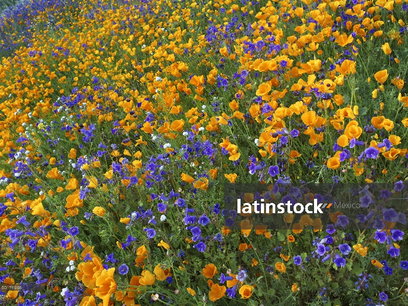 California Poppy (Eschscholzia californica) y flores del desierto Bluebell (Phacelia campanularia), 