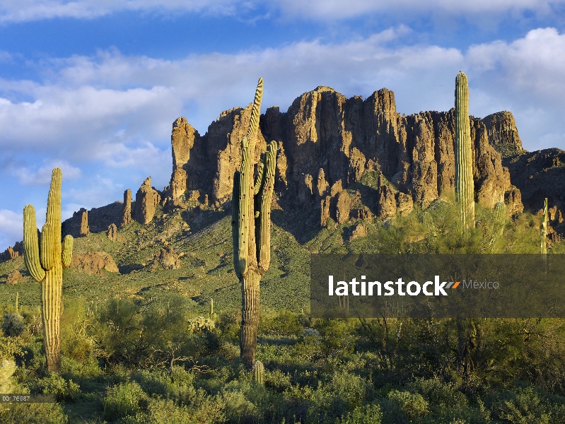 Cactus Saguaro (Carnegiea gigantea) y las montañas de la superstición en el Parque Estatal de Lost D