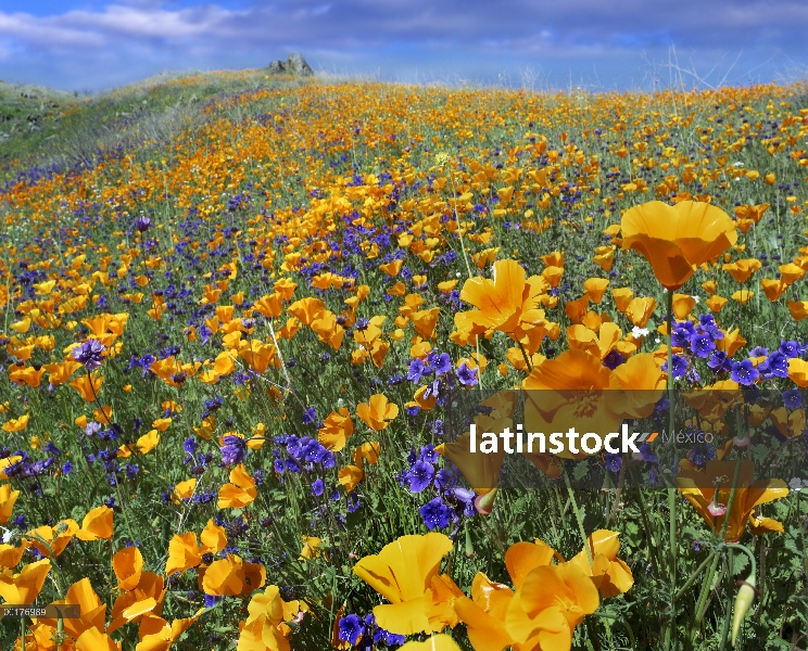 California Poppy (Eschscholzia californica) y flores del desierto Bluebell (Phacelia campanularia), 