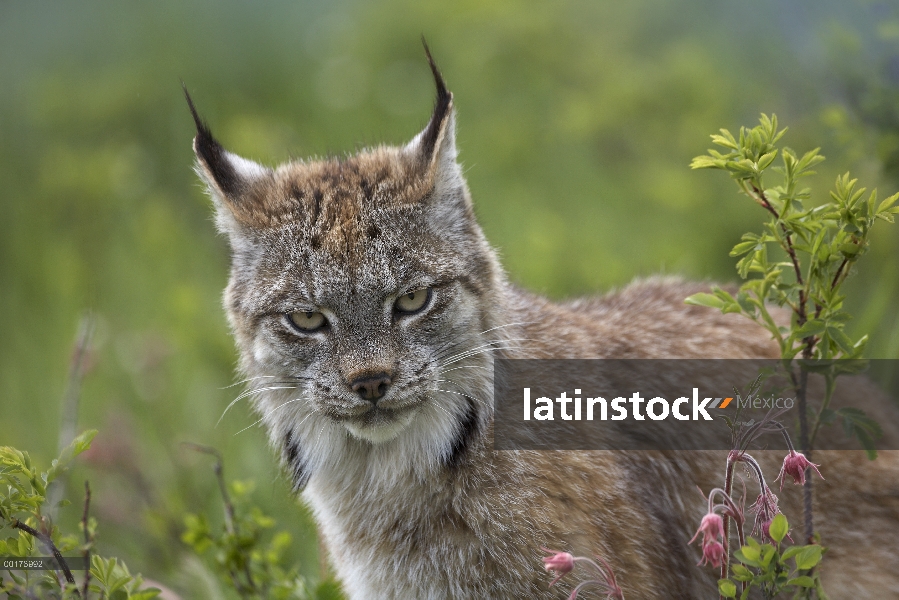 Retrato del lince del Canadá (Lynx canadensis), América del norte