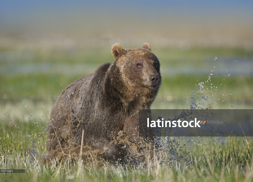 Oso Grizzly (Ursus arctos horribilis) funcionando a través del agua, América del norte