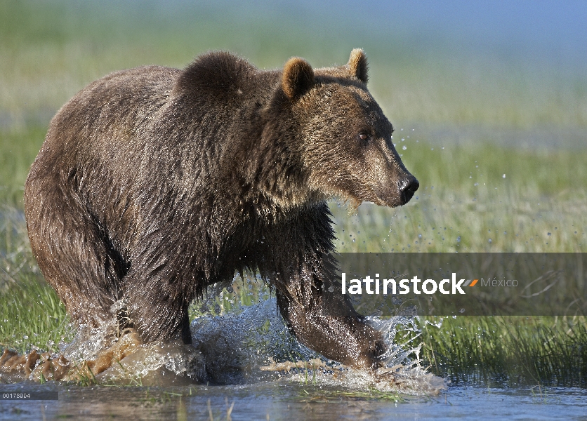 Oso Grizzly (Ursus arctos horribilis) funcionando a través del agua, América del norte