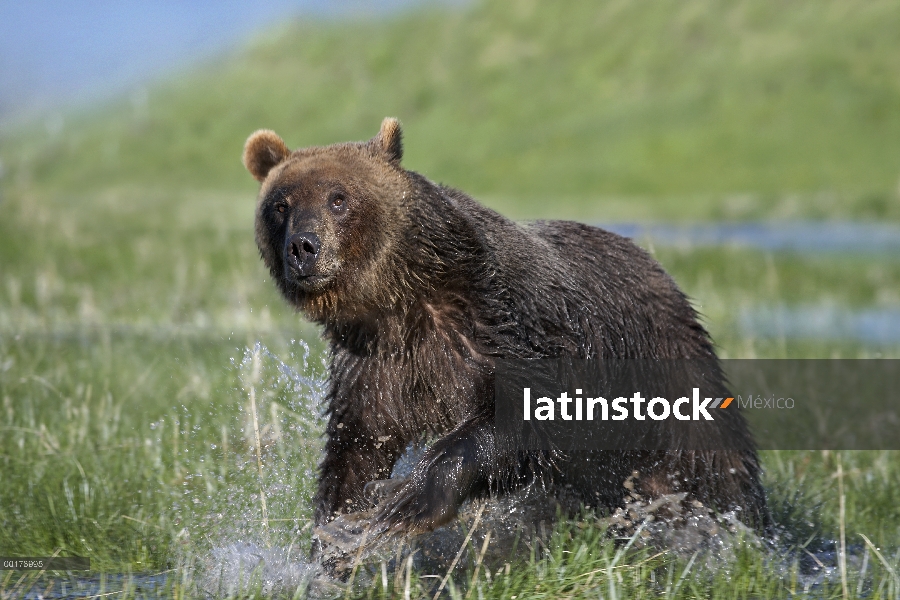 Oso Grizzly (Ursus arctos horribilis) funcionando a través del agua, América del norte