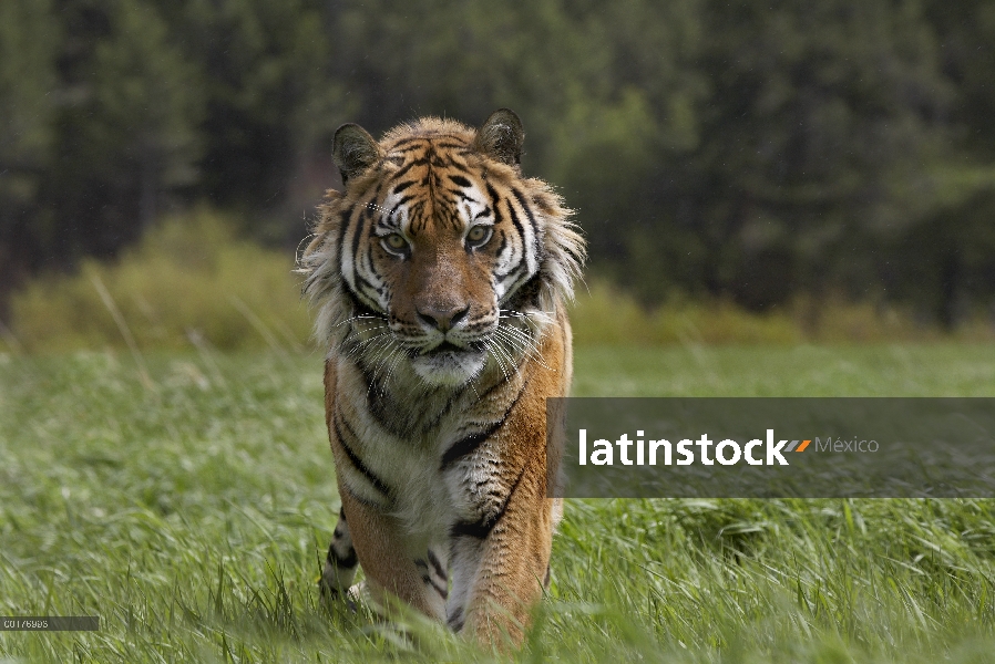 Tigre siberiano (Panthera tigris altaica), caminando, en peligro de extinción, originaria de Siberia