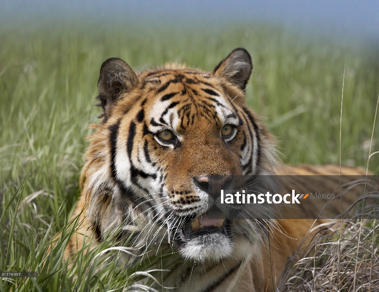 Siberiano tigre (Panthera tigris altaica) retrato, en peligro de extinción, originaria de Siberia