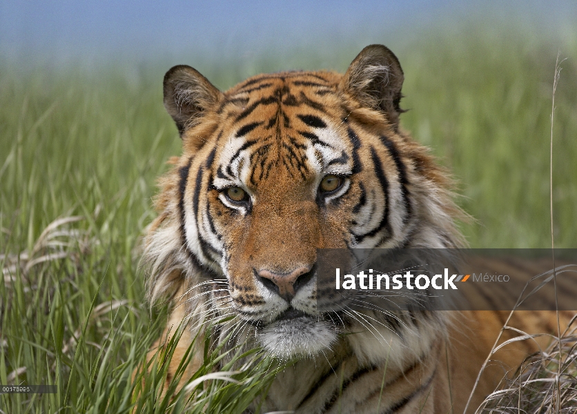 Siberiano tigre (Panthera tigris altaica) retrato, en peligro de extinción, originaria de Siberia